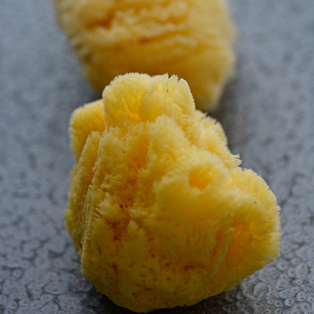 ナチュラルシースポンジ スモール