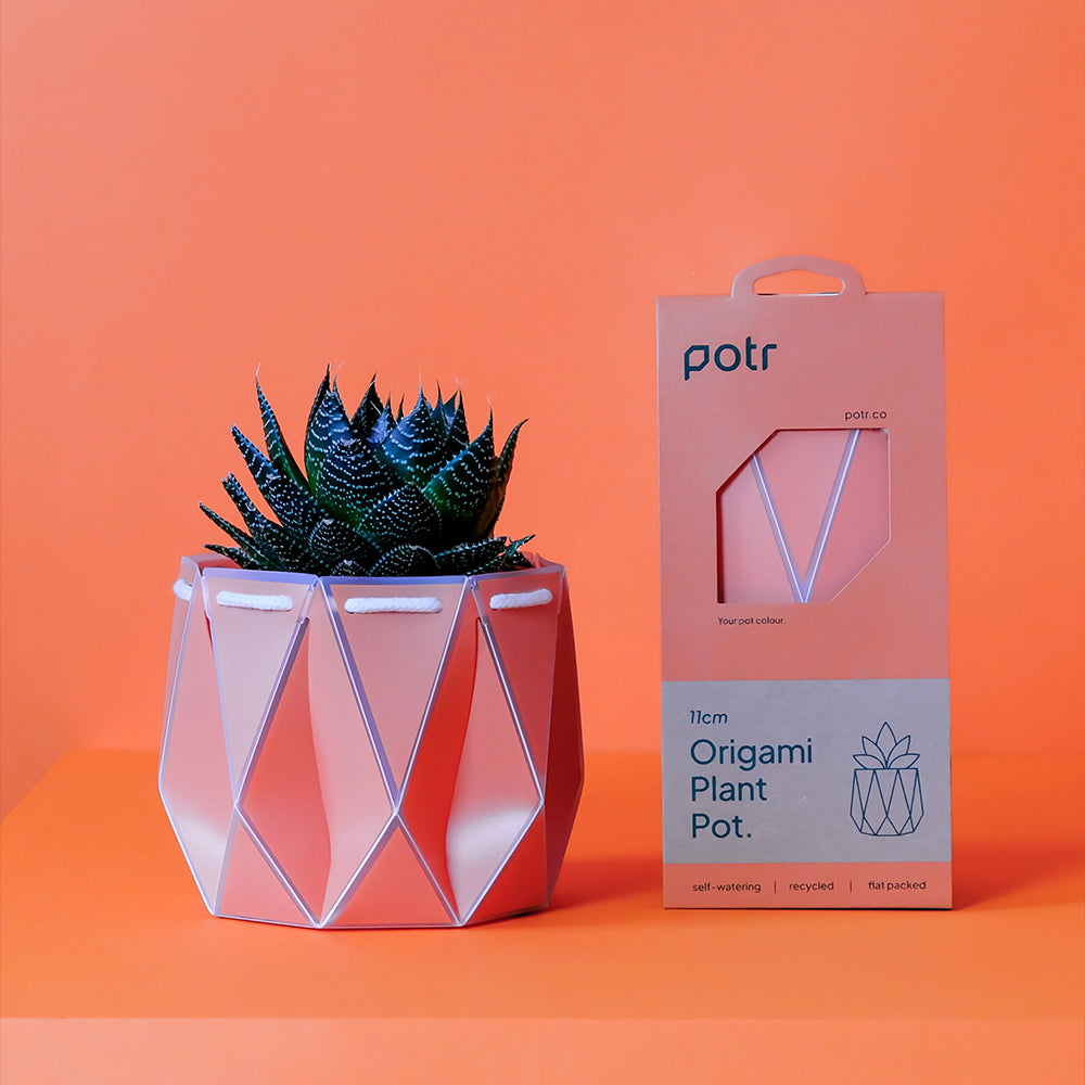 ポッターポット コーラル