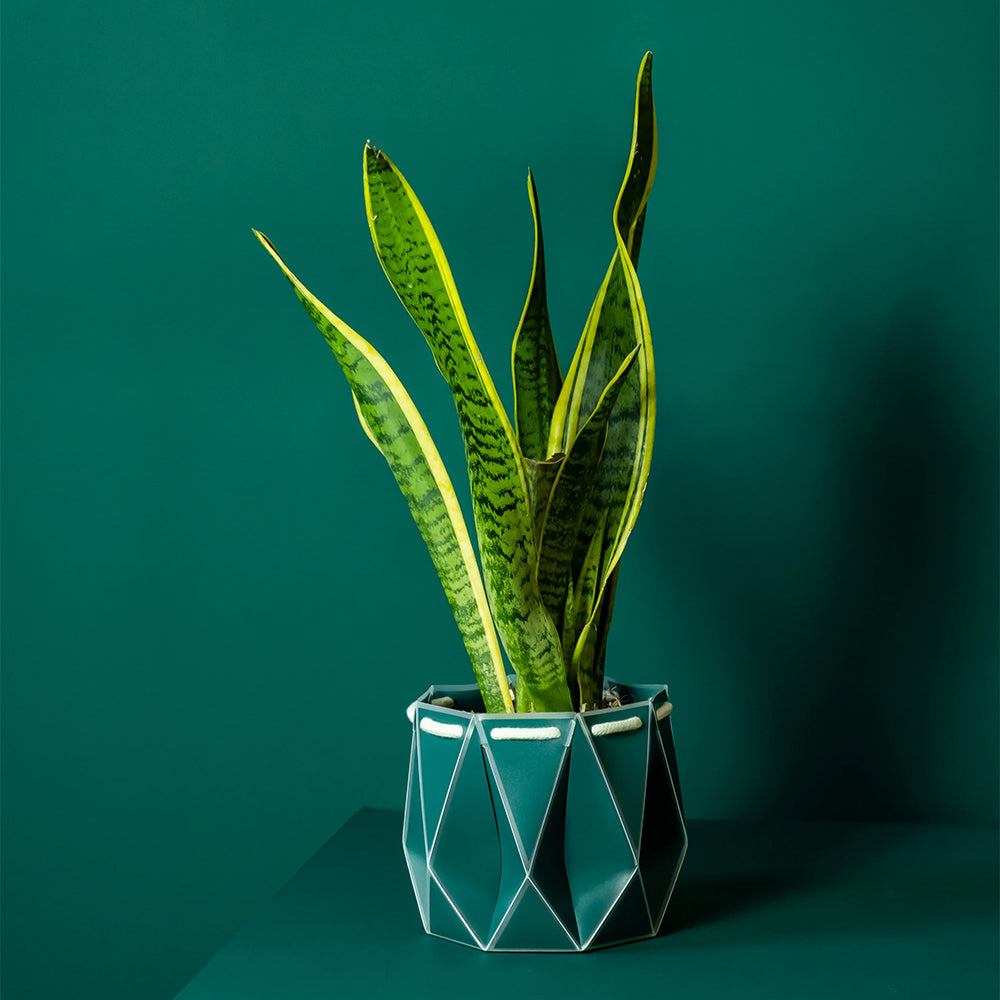 ポッターポット ダークティール